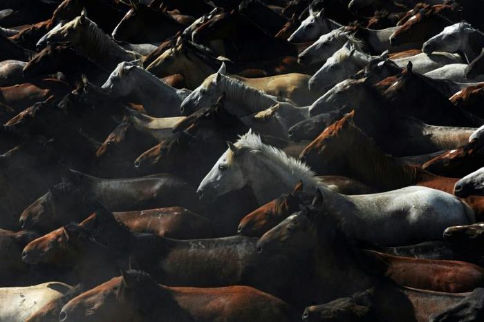 Wild horses run through the village of Rocio during the annual "Saca de las Yeguas" (round up of the wild mares) in Almonte, Spain