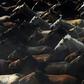 Wild horses run through the village of Rocio during the annual "Saca de las Yeguas" (round up of the wild mares) in Almonte, Spain