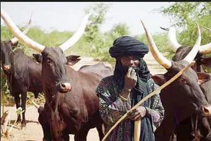 Fulani herdsman