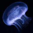 Jellyfish are among the most venomous creatures in the world, but scientists in Australia believe they may have found an antidote for their stings