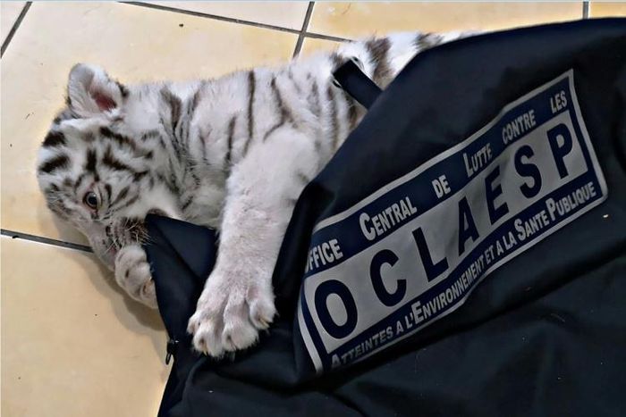 The baby tiger, now called Hermes, has been taken to the Barben zoo in southeast France