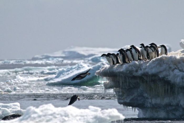 Braving bitter temperatures, the researchers waded through fields of animal waste -- not to mention hordes of clamoring elephant seals and gentoo, chinstrap, and Adelie penguins -- to examine the surrounding soils and plants