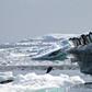 Braving bitter temperatures, the researchers waded through fields of animal waste -- not to mention hordes of clamoring elephant seals and gentoo, chinstrap, and Adelie penguins -- to examine the surrounding soils and plants