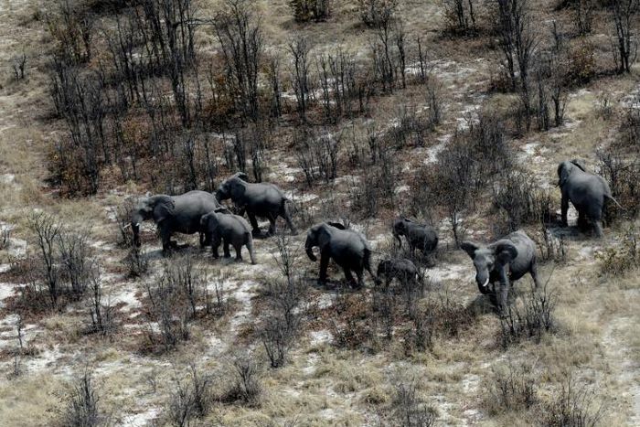 Botswana said it was overturning a 2014 ban introduced to reverse a decline in the elephant population with ruling party lawmakers claiming wild animal numbers have become unmanageable