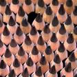 Dr. Pimple Popper Takes Tweezers to Blackheads