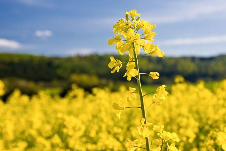 Rapeseed plant.