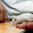 For half a century, scientists focused their studies nearly exclusively on male mice, rats and primates, so that the model of a male animal brain became considered the baseline for a normal human brain