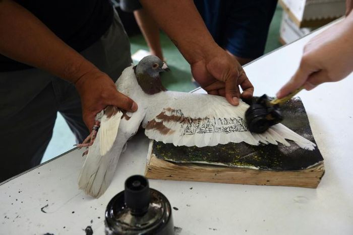 The MacArthur competition is the Philippines' longest homing pigeon race