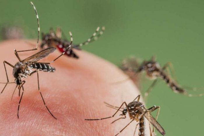 Mosquitoes biting a finger (City of Philadelphia)