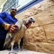 Griffon vulture Nelson was briefly detained by Yemeni fighters suspicious of the satellite transmitter tagged to his wing after he came down in the war-torn country