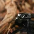 There are several varieties of poisonous snakes in Liberia, including Black Spitting Cobras like this one.
