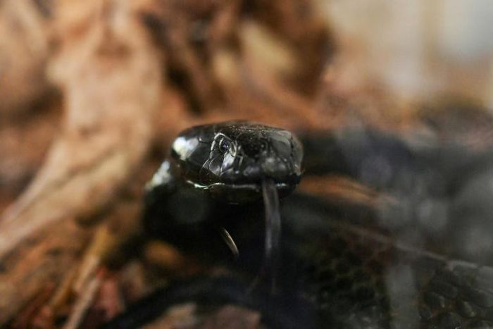 There are several varieties of poisonous snakes in Liberia, including Black Spitting Cobras like this one.
