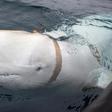 The origin of the whale remains unknown more than a week after it was first spotted