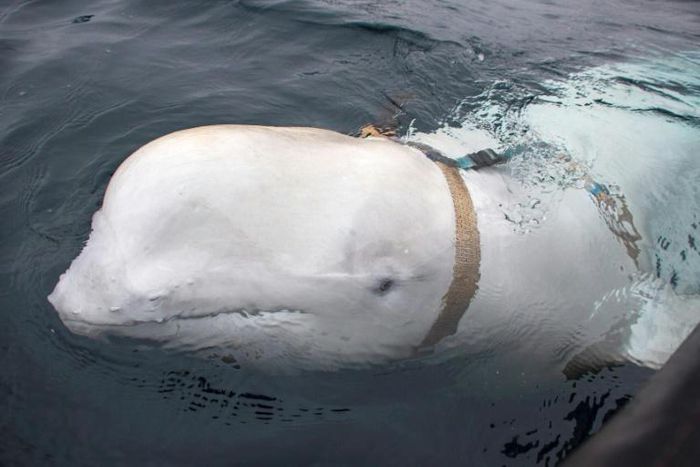 The origin of the whale remains unknown more than a week after it was first spotted