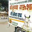 Cows are revered by India's Hindus and their slaughter prohibited across much of the country