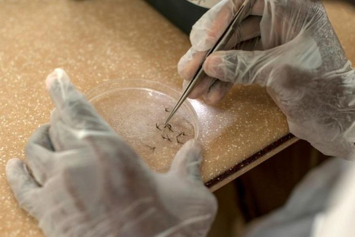 The first pilot malaria vaccine was developed with almost $1 billion in investment