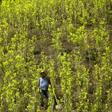 Colombia's coca plantations keep on spreading and have reached record levels, the United Nations says