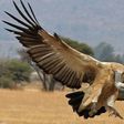 The sight of a vulture is bad news in some communities