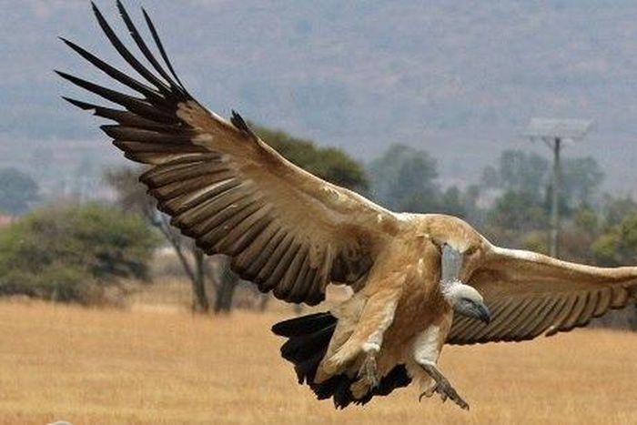 The sight of a vulture is bad news in some communities