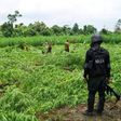 A cannabis farm in Nigeria [Daily Singpost]