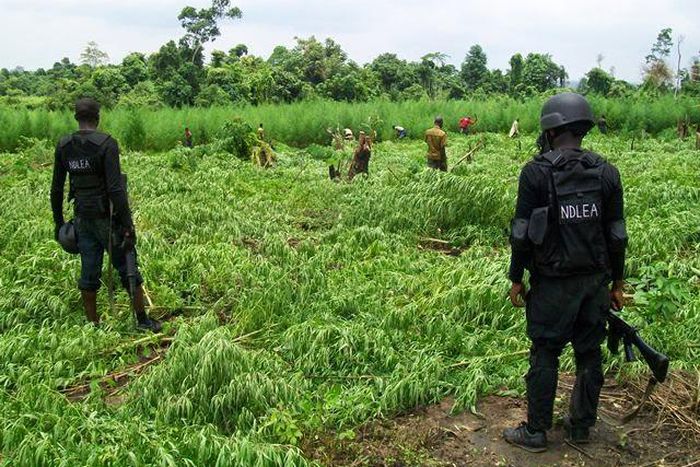 A cannabis farm in Nigeria [Daily Singpost]