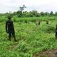 A cannabis farm in Nigeria [Daily Singpost]