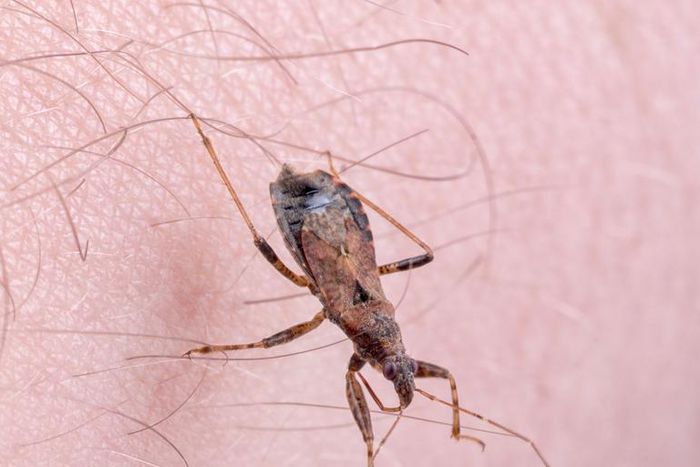 These Bugs Spread Disease by Pooping on You