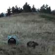France's wildlife agency ONCFS shows a image of a bear introduced into the Pyrenees to help stem dwindling numbers -- but Spanish shepherds are on the warpath after nine sheep were mauled to death