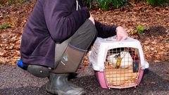 Around Easter is high season for duck rescuers
