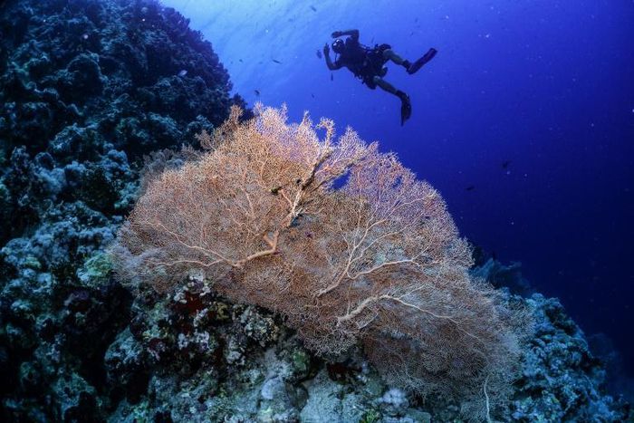 The research shows that it is possible for coral to survive and even thrive in waters that are warmer and more acidic than where coral usually lives