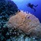 The research shows that it is possible for coral to survive and even thrive in waters that are warmer and more acidic than where coral usually lives
