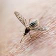 Malaria is spread to people by mosquitos, which transfer the parasite while sucking blood from humans