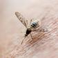 Malaria is spread to people by mosquitos, which transfer the parasite while sucking blood from humans