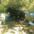 While some soldiers have reported seeing bears in the DMZ, it was the first time one had been photographed