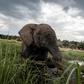 An elephant splashes at sunset in the waters of the Chobe river in Botswana Chobe National Park