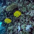Fish swimming off the coral rich coast of Egypt's Red Sea resort of Hurghada