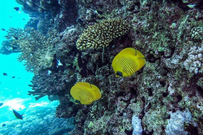 Fish swimming off the coral rich coast of Egypt's Red Sea resort of Hurghada