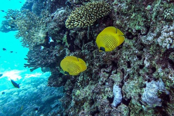 Fish swimming off the coral rich coast of Egypt's Red Sea resort of Hurghada