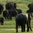 Up to a million species face extinction, many within decades, according to a draft UN report to be vetting in Paris this week