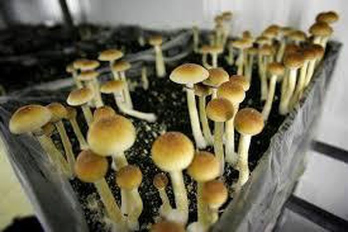 Denver votes on whether to decriminalize 'magic mushrooms'