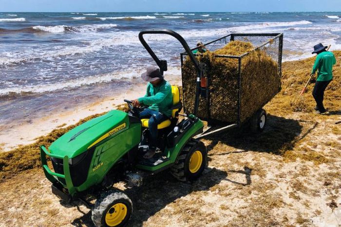 Workers remove smelly Sargassum seaweed from the beach near Tulum in Quintana Roo State, Mexico