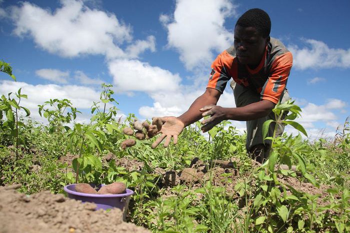 African farmers [Guardian]