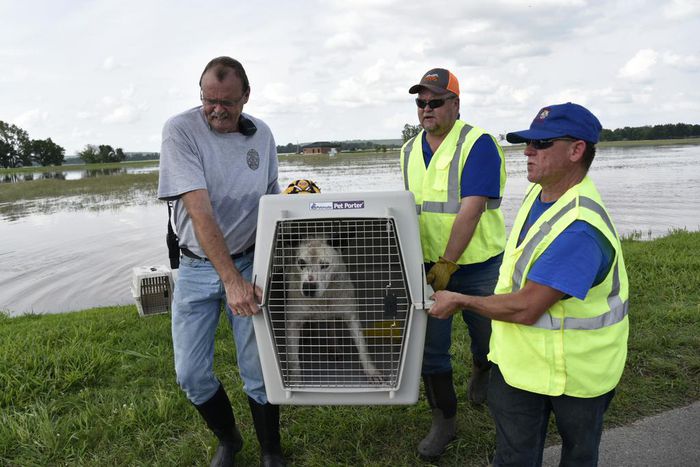 Saving Charlie: The Rush to Rescue Pets in a Watery Ghost Town