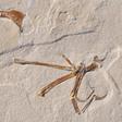 The notches in the wing bones of the new specimen point to muscles which would have allowed it to actively flap its wings