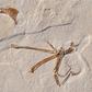 The notches in the wing bones of the new specimen point to muscles which would have allowed it to actively flap its wings