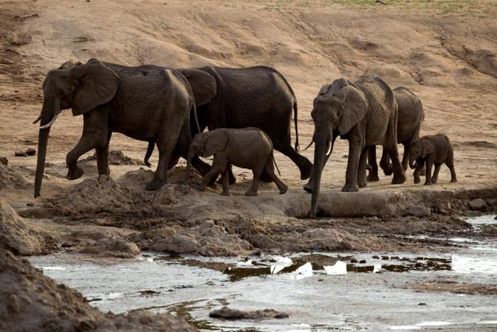 Zimbabwe has sold nearly 100 elephants to China and Dubai for a total price of $2.7 million over six years, the country’s wildlife agency said Wednesday, citing overpopulation