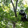 Threatened: Lemurs in Madagascar's Vohibola forest are in danger of being wiped out by poaching and logging
