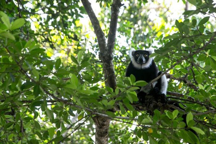 Threatened: Lemurs in Madagascar's Vohibola forest are in danger of being wiped out by poaching and logging