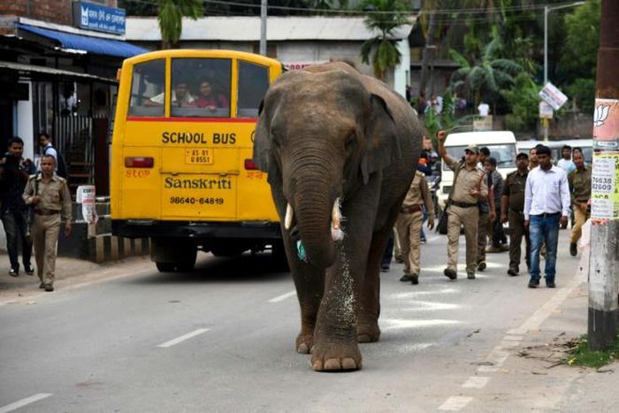 The elephant pushed some vehicles but caused no major damage as forest and police officials followed at a safe distance