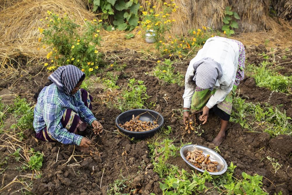 At the 2019 turmeric harvest in Vijayawada, Andhra Pradesh [Credit: The Indian Scene]